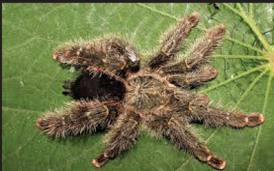 AVICULARIA VARIEGATA EX AMAZONIA MANAUS SLING TARANTULA